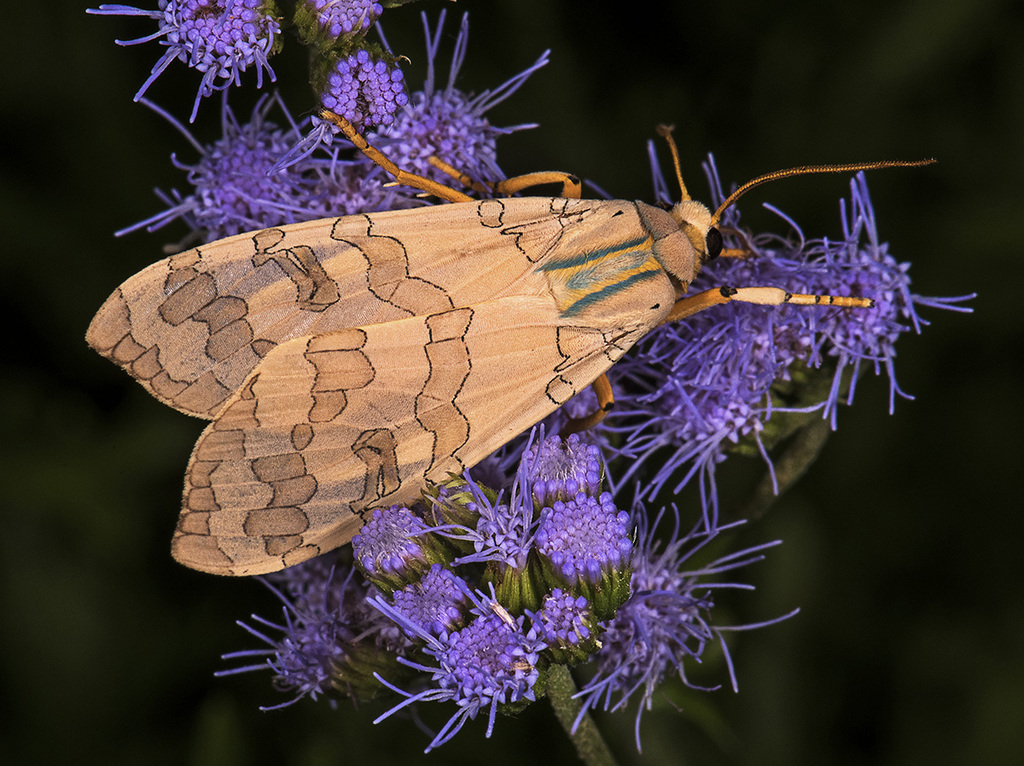 Halysidota