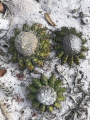 Discocactus