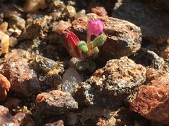 Erythranthe androsacea