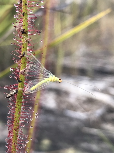 Drosera graminifolia