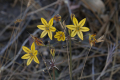 Triteleia ixioides ixioides