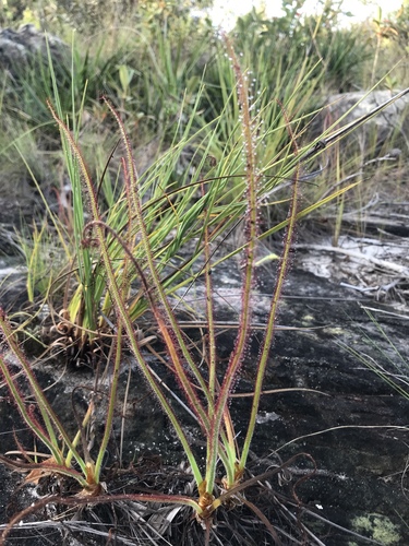 Drosera graminifolia