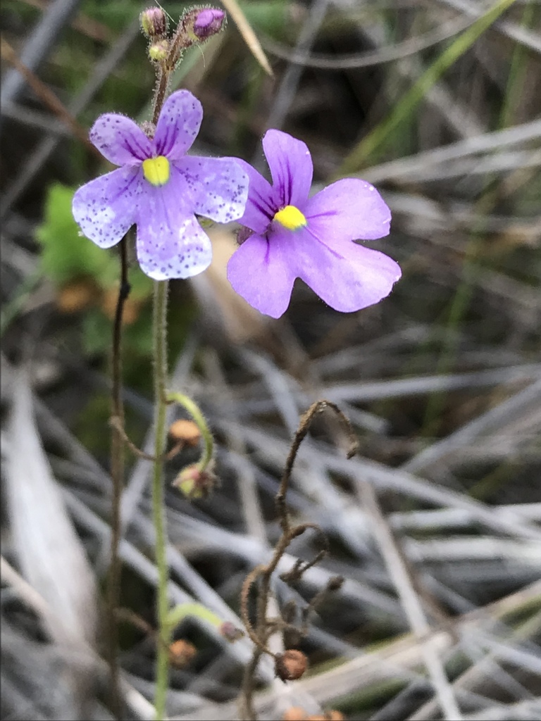 Genlisea violacea A.St.-Hil.