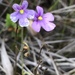 Genlisea violacea - Photo (c) william_hoyer, algunos derechos reservados (CC BY-NC)