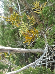 Phoradendron juniperinum