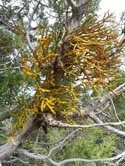 Phoradendron juniperinum