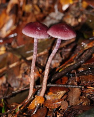 Thaxterogaster submagellanicus