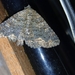 Noctuoidea