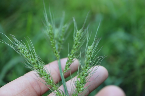 Image of Echinochloa muricata by (c) Henry "Nick" Robertson, some rights reserved (CC BY-SA)