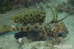 Dactylopus dactylopus