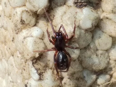 Oedignatha scrobiculata