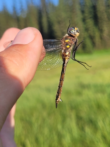 Ocellated Emerald photo 5