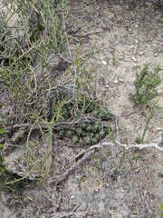 Coryphantha macromeris runyonii