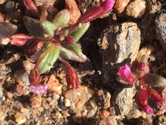 Erythranthe androsacea