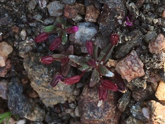 Erythranthe androsacea