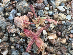 Erythranthe androsacea