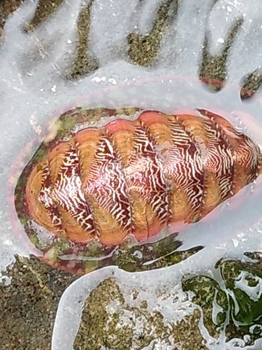 Remarkable Red Chiton