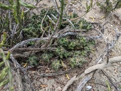 Coryphantha macromeris runyonii