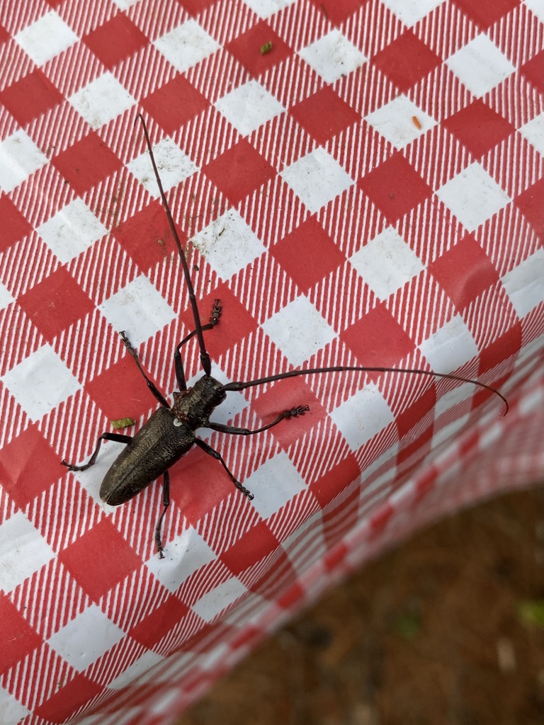 white-spotted-sawyer-from-superior-national-forest-ely-mn-us-on-july