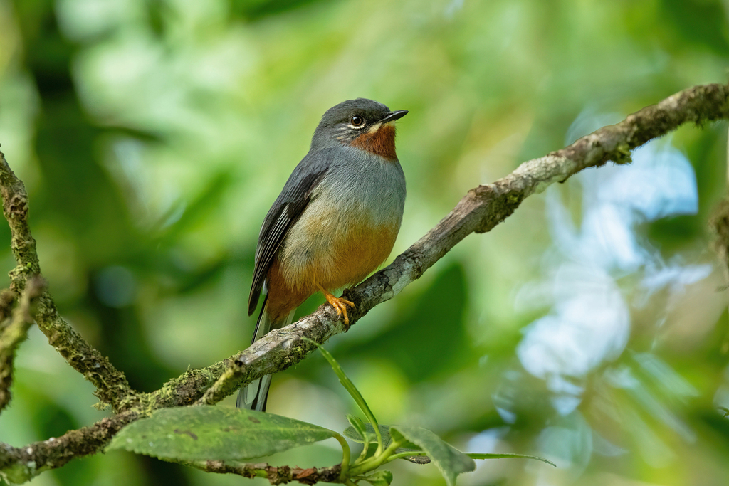 Rufous-throated Solitaire