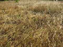 Wyethia angustifolia