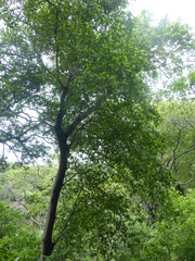 Brosimum alicastrum