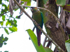 Blood-Eared Parakeet photo 4