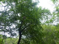 Brosimum alicastrum