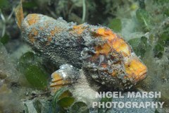 Paraploactis trachyderma