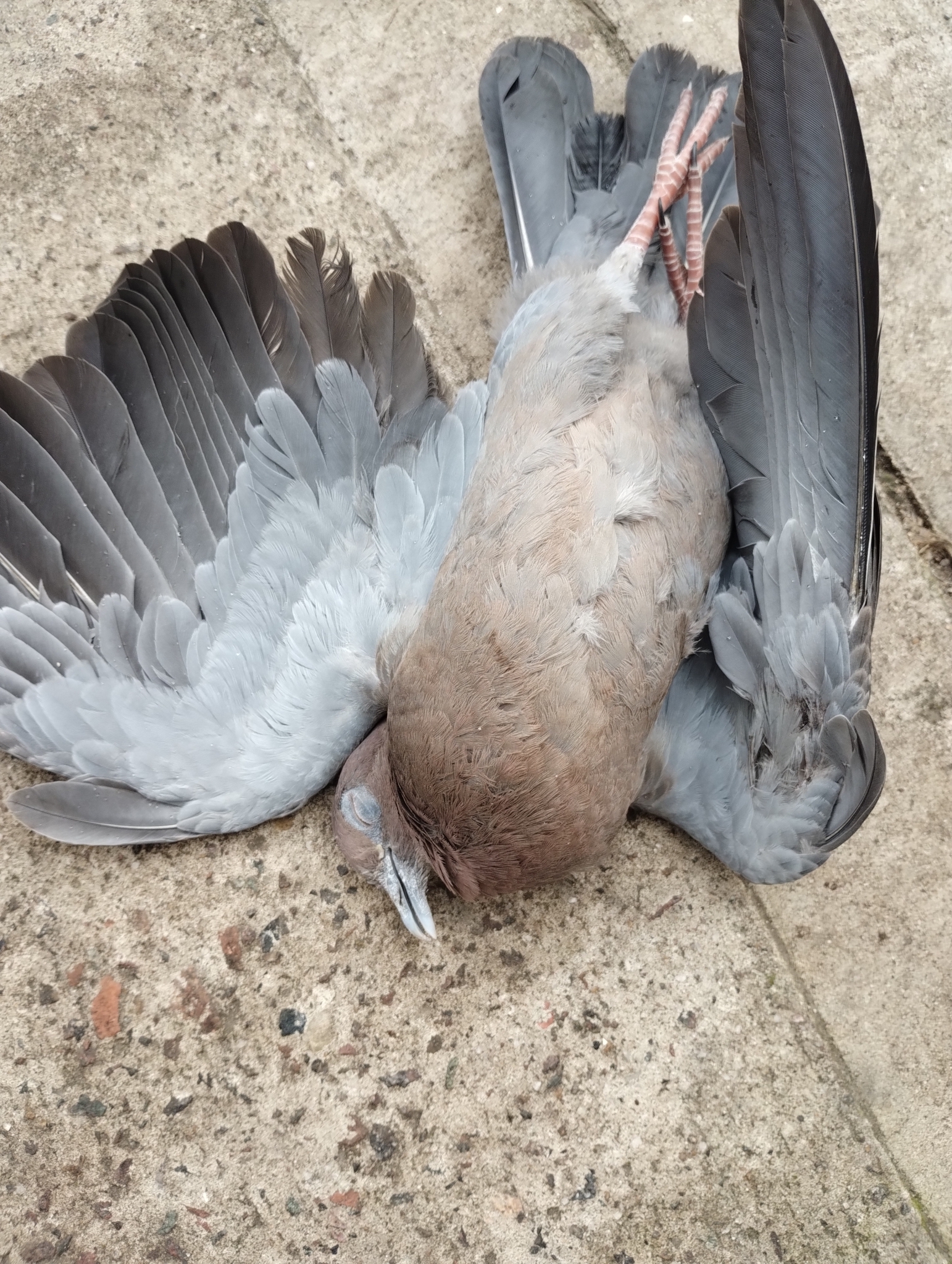 Picazuro Pigeon (Patagioenas picazuro)