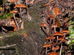 Kuehneromyces brunneoalbescens