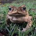 Cururu Toad - Photo (c) Ben P, some rights reserved (CC BY), uploaded by Ben P