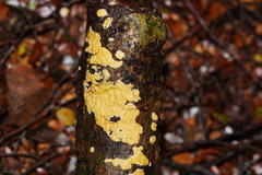 Trichoderma victoriense