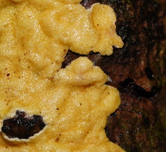 Trichoderma victoriense