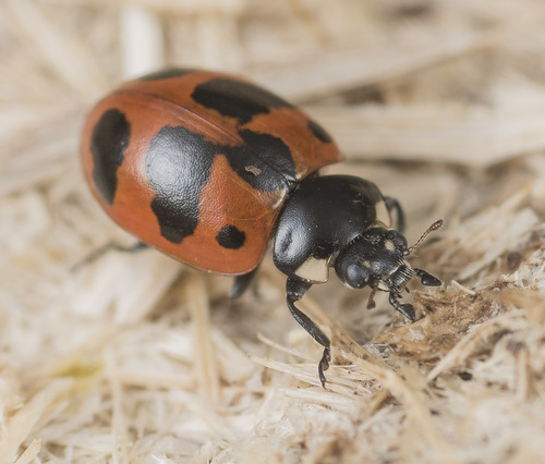 Eleven-spotted Ladybird Beetle