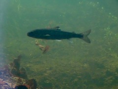 Salmo salar