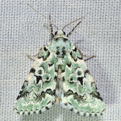 Bryolymnia viridata