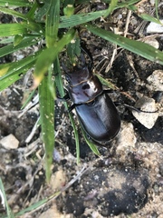 Lucanus placidus