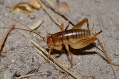 Ceuthophilus californianus