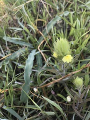 Castilleja rubicundula lithospermoides