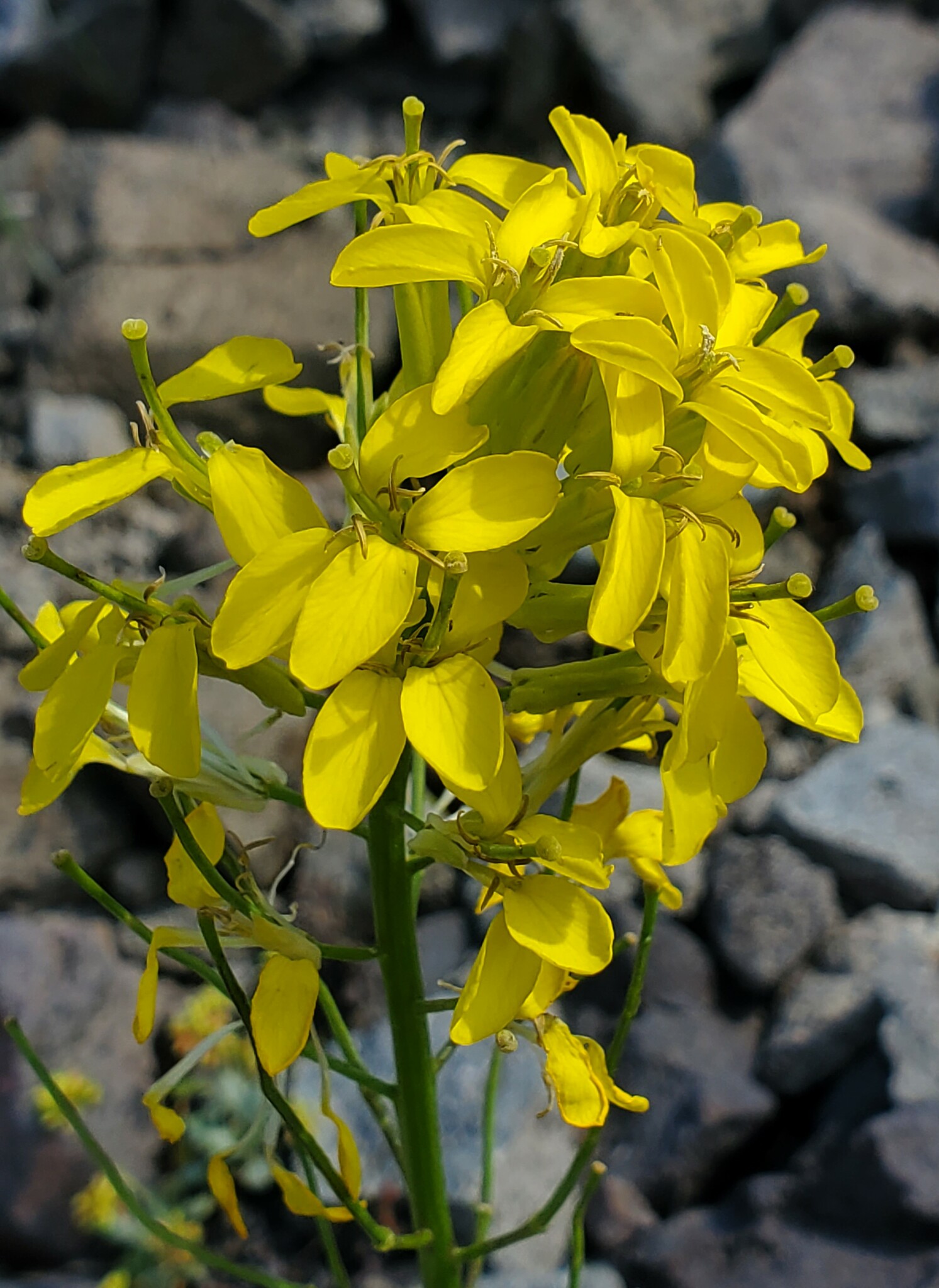 Erysimum perenne