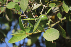 Beilschmiedia berteroana