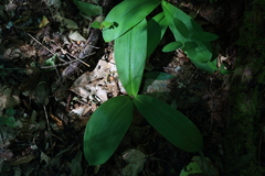 Clintonia