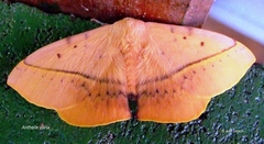 Anthela varia
