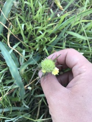 Castilleja rubicundula lithospermoides