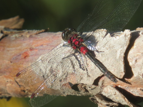 Crimson-ringed Whiteface photo 4