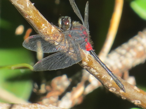 Crimson-ringed Whiteface photo 5