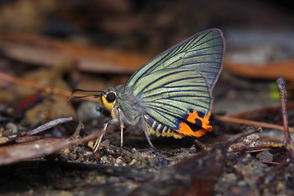 V2 0 Wuhan Butterfly Checklist V2 0 INaturalist V2 0 Wuhan Butterfly Checklist V2 0 INaturalist
