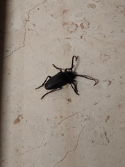 Prionus besikanus