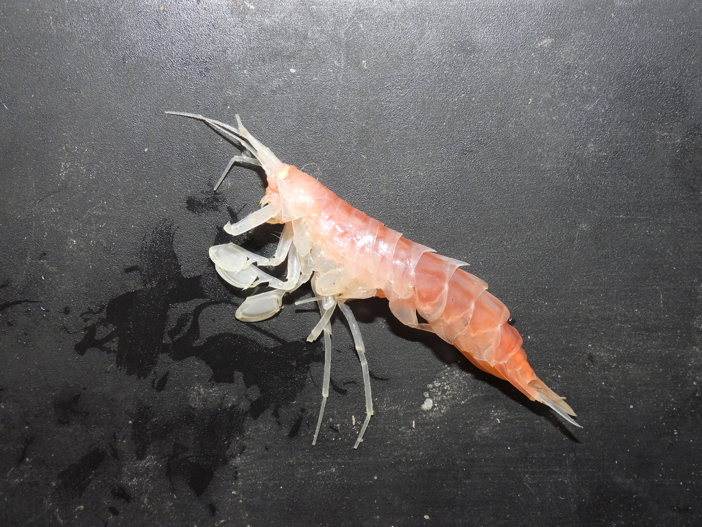 Eusirus holmii